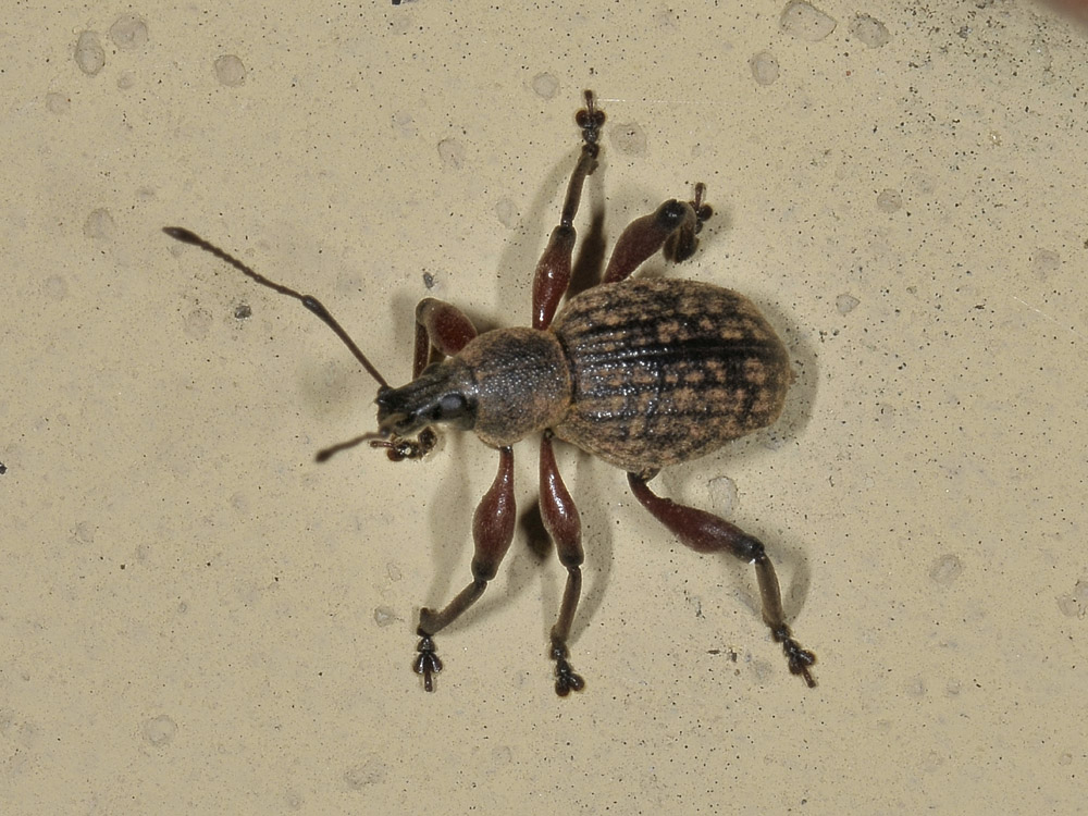 Otiorhynchus da identificare - Dodecastichus geniculatus